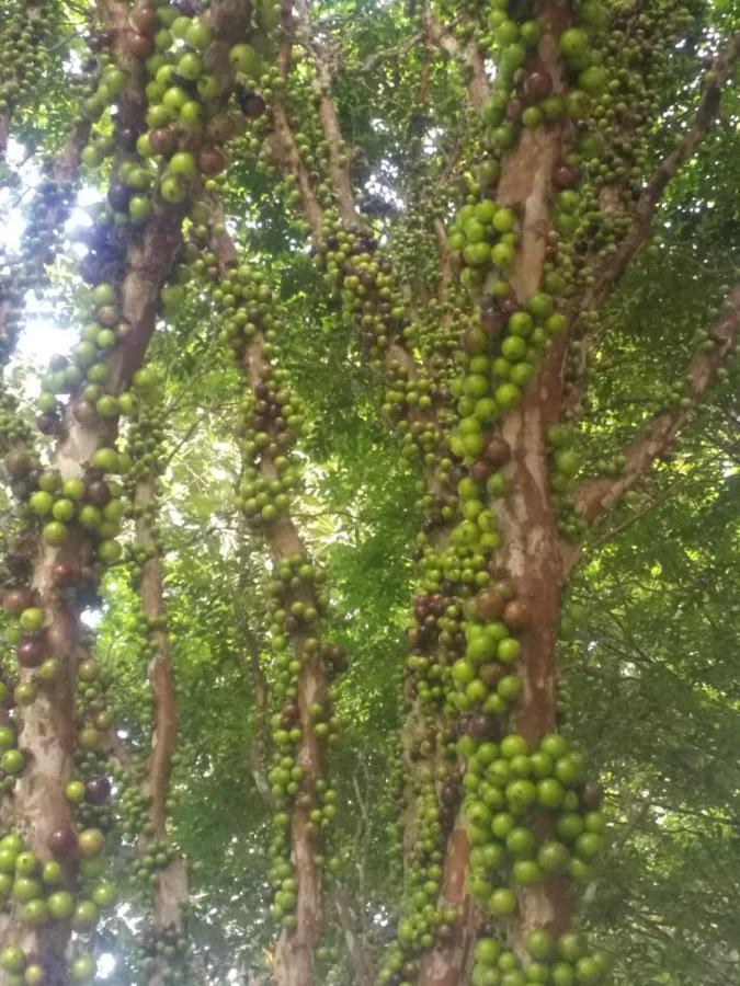 Sitio Cachoeirinha - Araguaia Marechal Floriano Esterno foto
